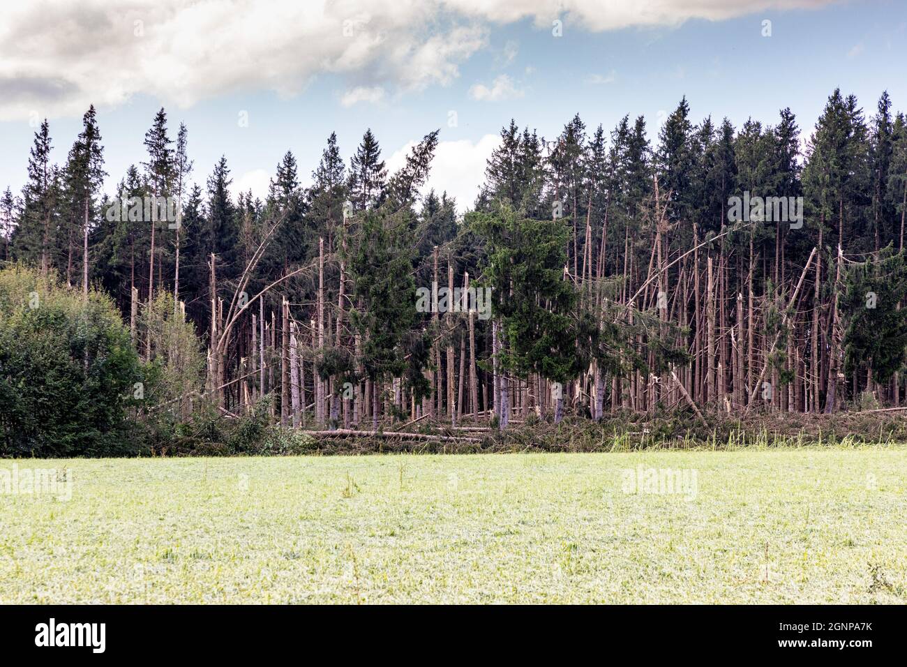 Foresta distrutta dopo una tempesta di vento pesante, Germania, Baviera, Obing Foto Stock