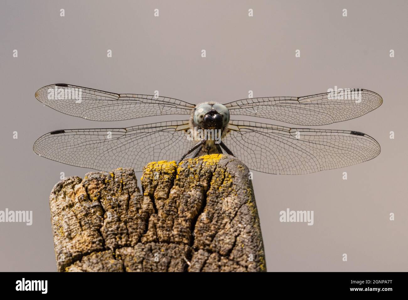 Scarce Chaser dragonfly, scarce libellula (Libellula fulva), vista frontale, Germania, Baviera Foto Stock