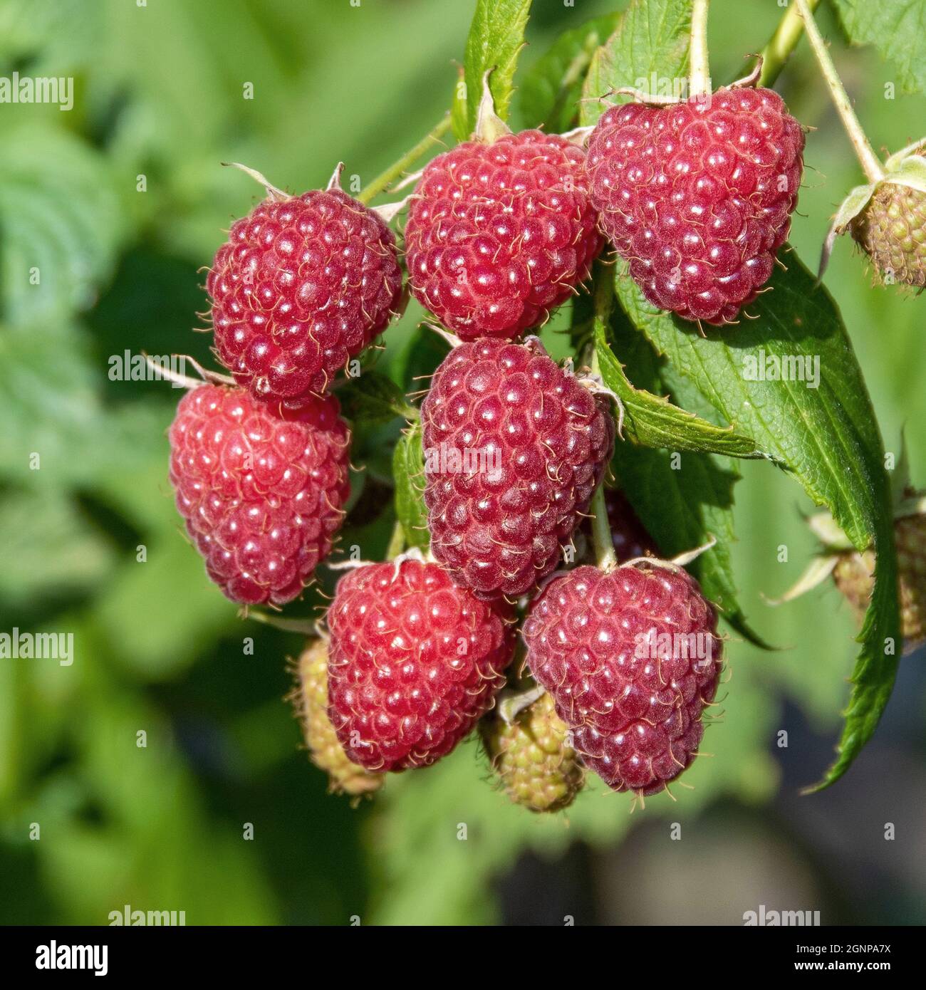 Polka lampone rosso europeo (Rubus idaeus 'Polka', Rubus idaeus Polka), lamponi rossi su un ramo, cultivar Polka Foto Stock