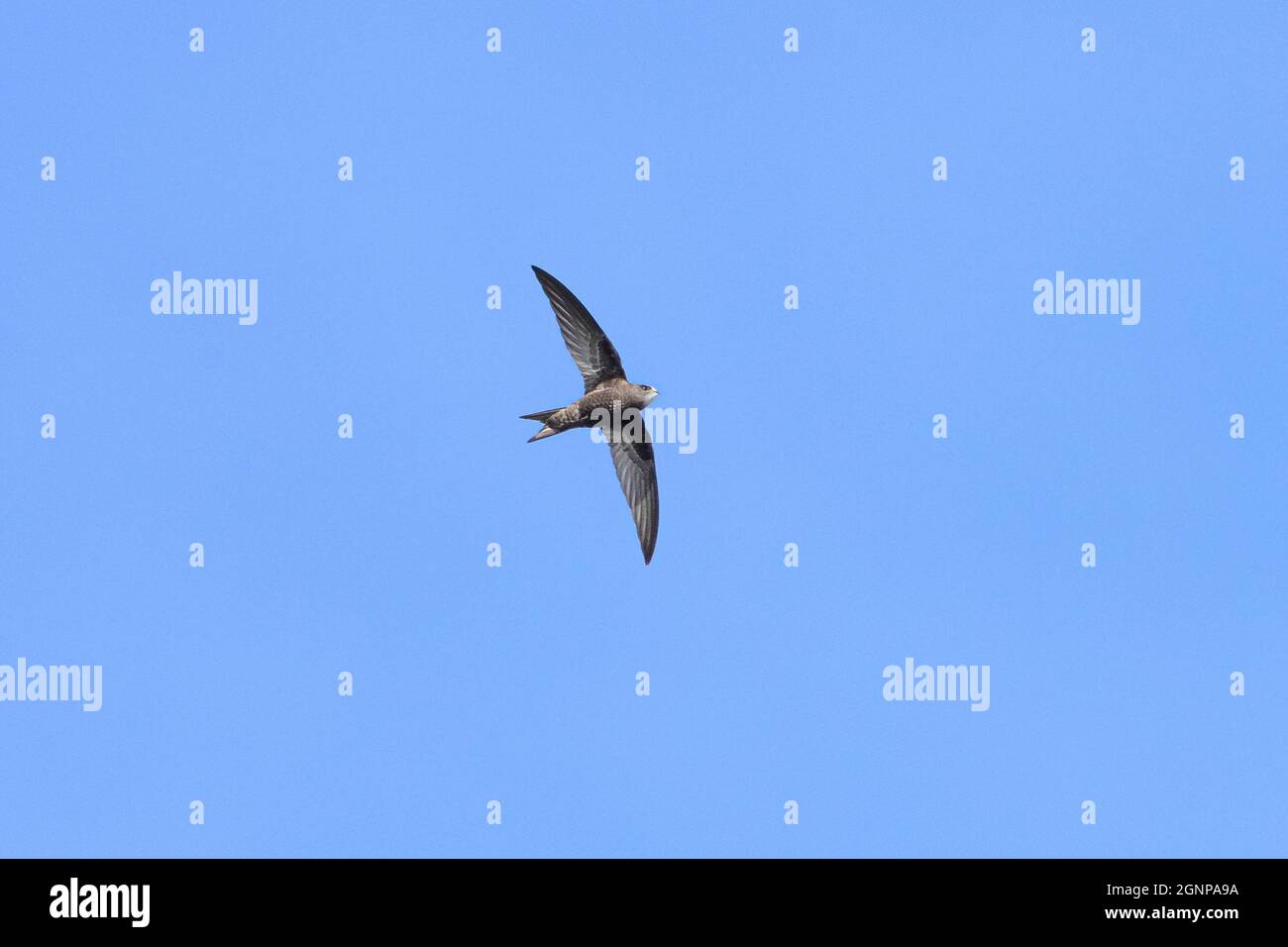 Eurasian Swift (Apus apus), foraging in volo, Germania, Baviera Foto Stock