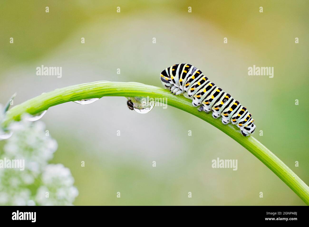 Coda di rondine (Papilio machaon), bruco su uno stelo di Ammi visnaga, con goccia d'acqua, Germania, Renania settentrionale-Vestfalia Foto Stock