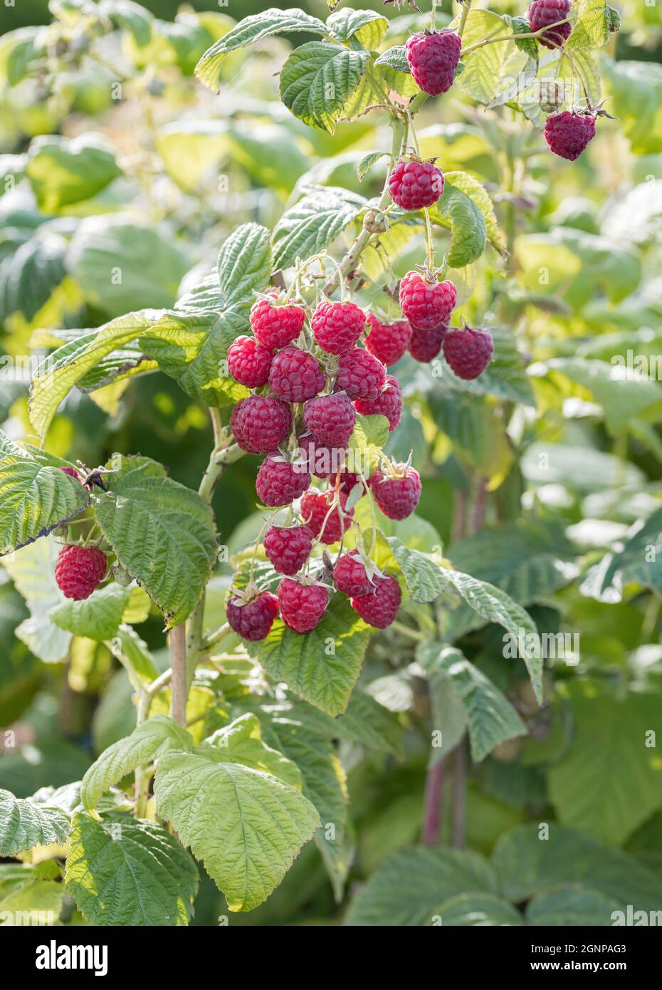 Lampone rosso europeo Sugana Twotimer (Rubus idaeus 'rugana Twotimer', Rubus idaeus Sugana Twotimer), lamponi rossi su un ramo, cultivar Sugana Tw Foto Stock