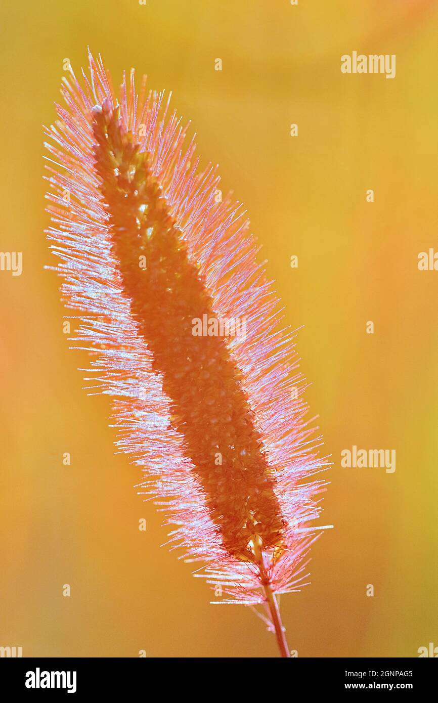 Erba in bottiglia, erba setola verde, foxtail verde (Setaria viridis), infiorescenza in retroilluminazione, Germania, Renania settentrionale-Vestfalia Foto Stock