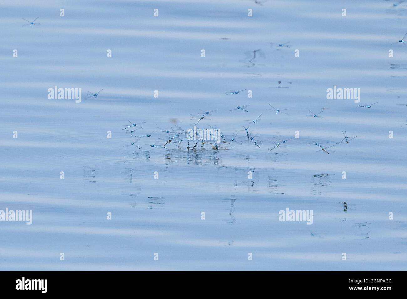 Damselfly blu comune, damselfly bluet comune (Enallagma cyathigera, Enallagma cyathigerum), molte damselfie blu comune che posano uova nel lago, Foto Stock