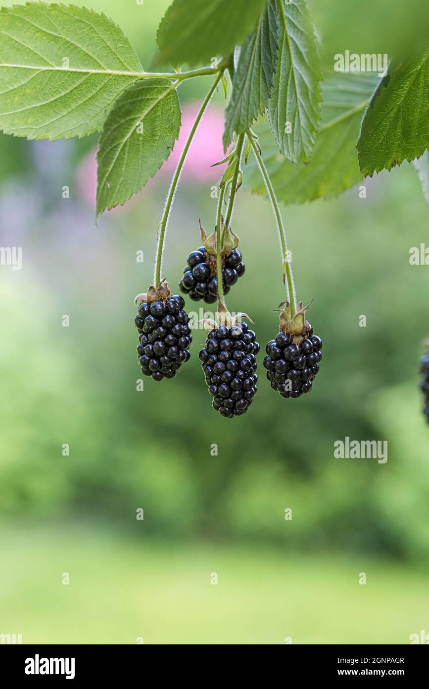 blackberry Baby Cakes (Rubus Fusticosus 'Baby Cakes', Rubus Fusticosus Baby Cakes), more su un ramo, cultivar Baby Cakes Foto Stock