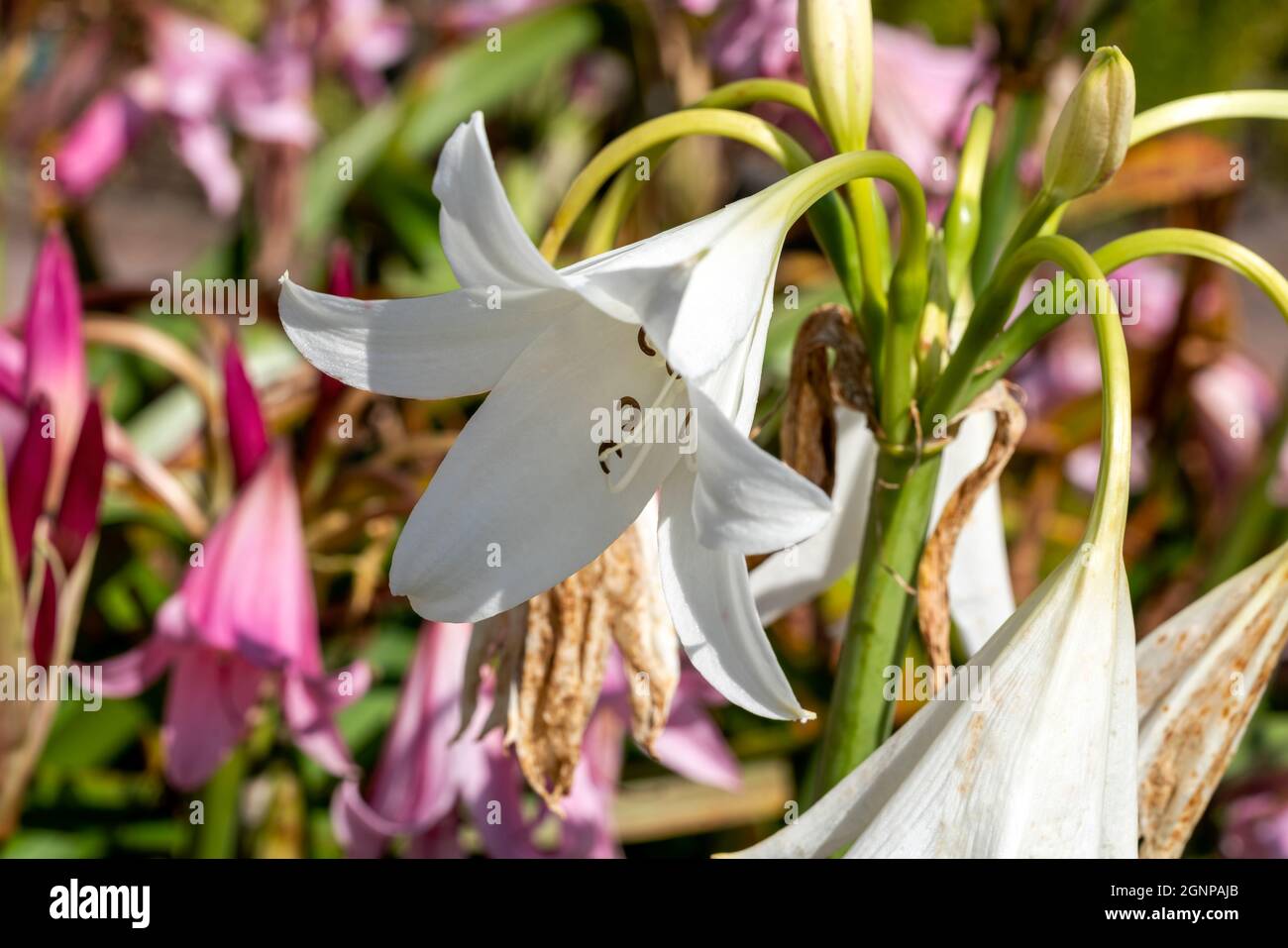 Crinum x Powellii alba un autunno estate autunno che fioriscono pianta bulbosa con una tromba bianca come il fiore estivo comunemente noto come giglio palude, pH di scorta Foto Stock