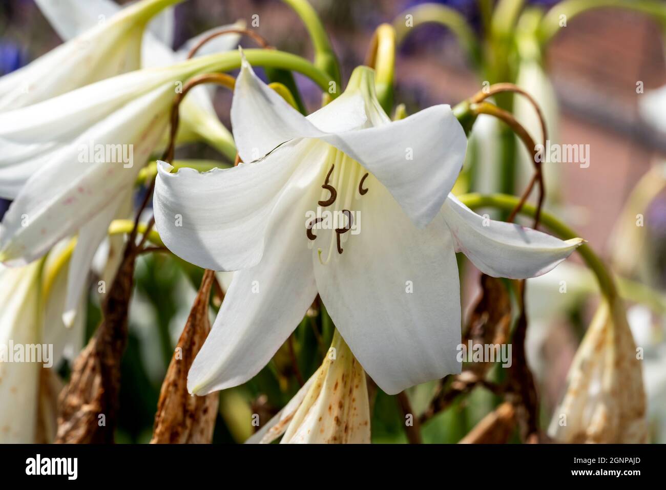 Crinum x Powellii alba un autunno estate autunno che fioriscono pianta bulbosa con una tromba bianca come il fiore estivo comunemente noto come giglio palude, pH di scorta Foto Stock