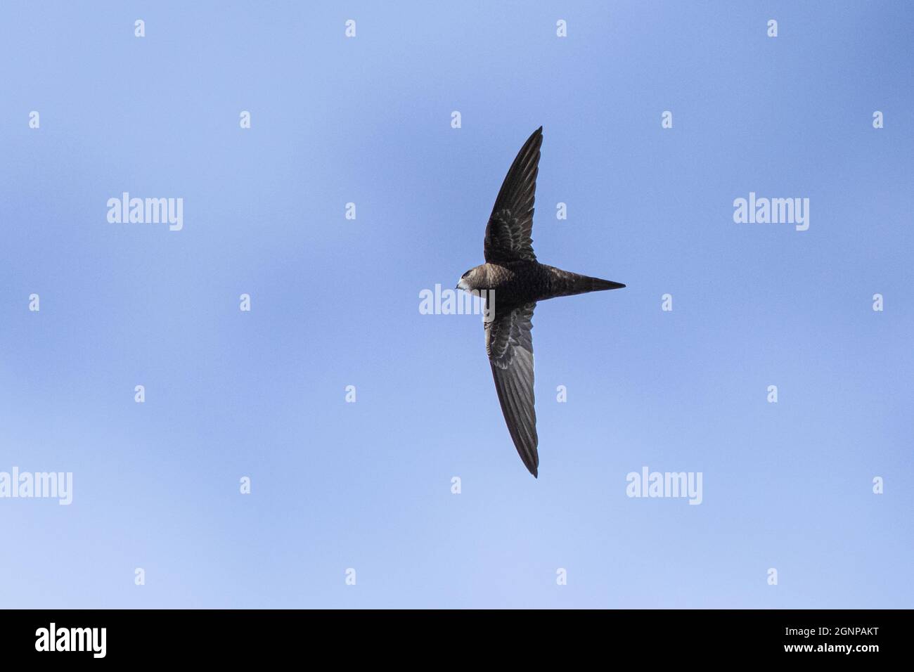 Eurasian Swift (Apus apus), foraging in volo, Germania, Baviera Foto Stock