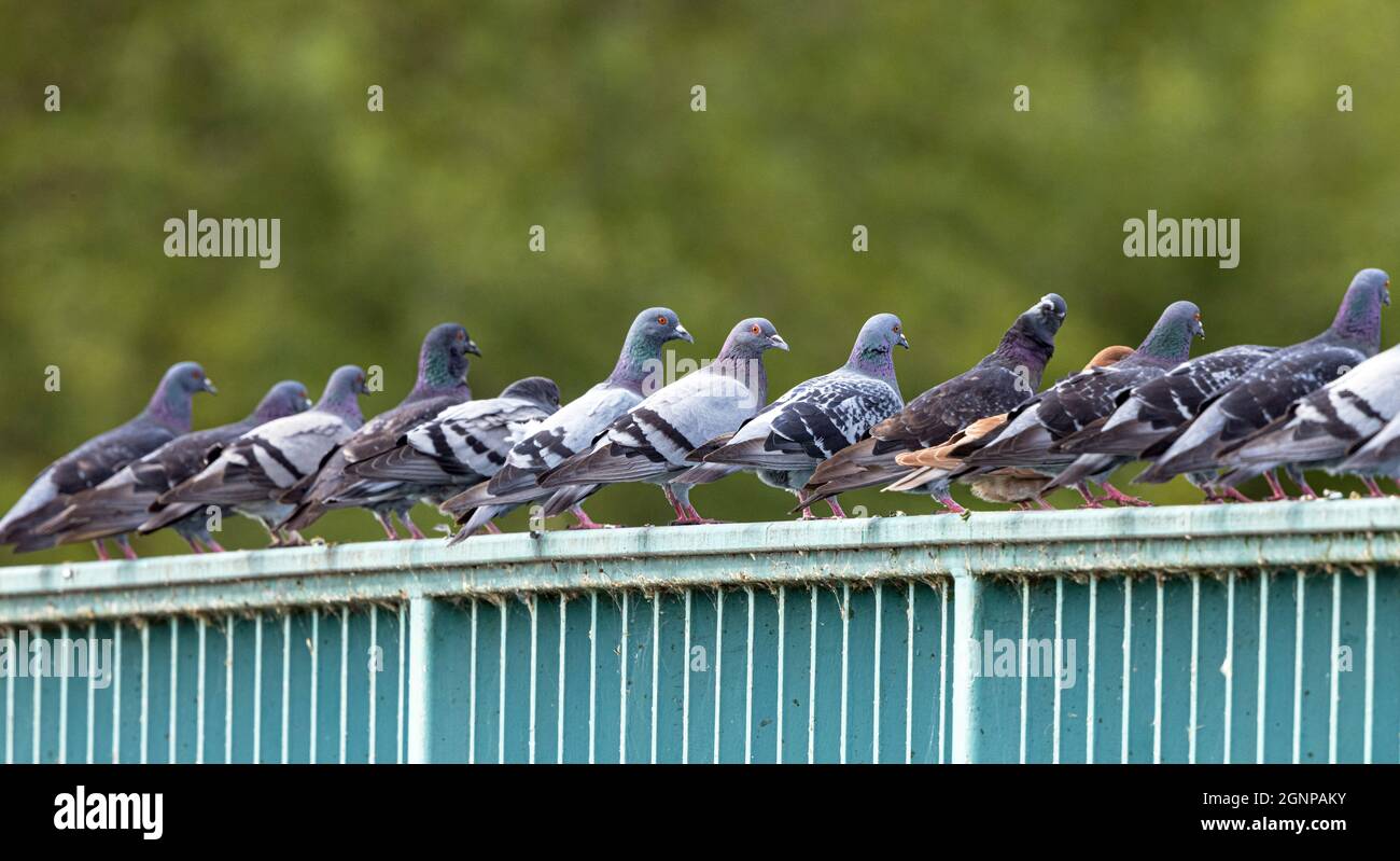 Piccione domestico, piccione ferale (Columba livia F. domestica), molti piccioni siedono su una ringhiera del ponte, Germania, Baviera Foto Stock