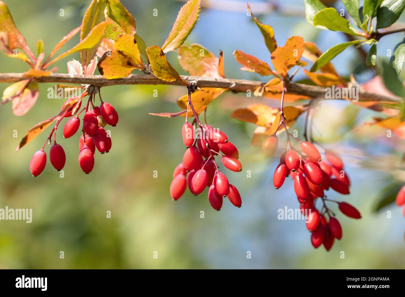 Bacche comune, bacche europee (Berberis vulgaris), ramo con frutta, Germania, Baviera Foto Stock