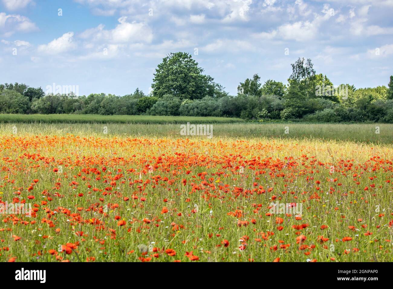 Papavero comune, papavero di mais, papavero rosso (Papaver roeas), su campo di favola, Germania, Baviera, Erdinger Moos Foto Stock