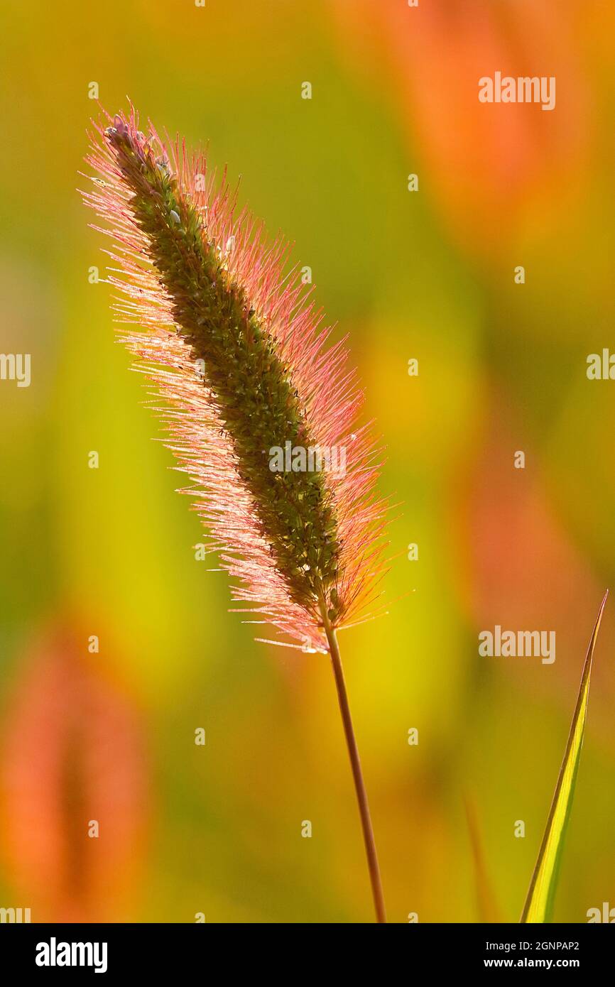 Erba in bottiglia, erba setola verde, foxtail verde (Setaria viridis), infiorescenza in retroilluminazione, Germania, Renania settentrionale-Vestfalia Foto Stock