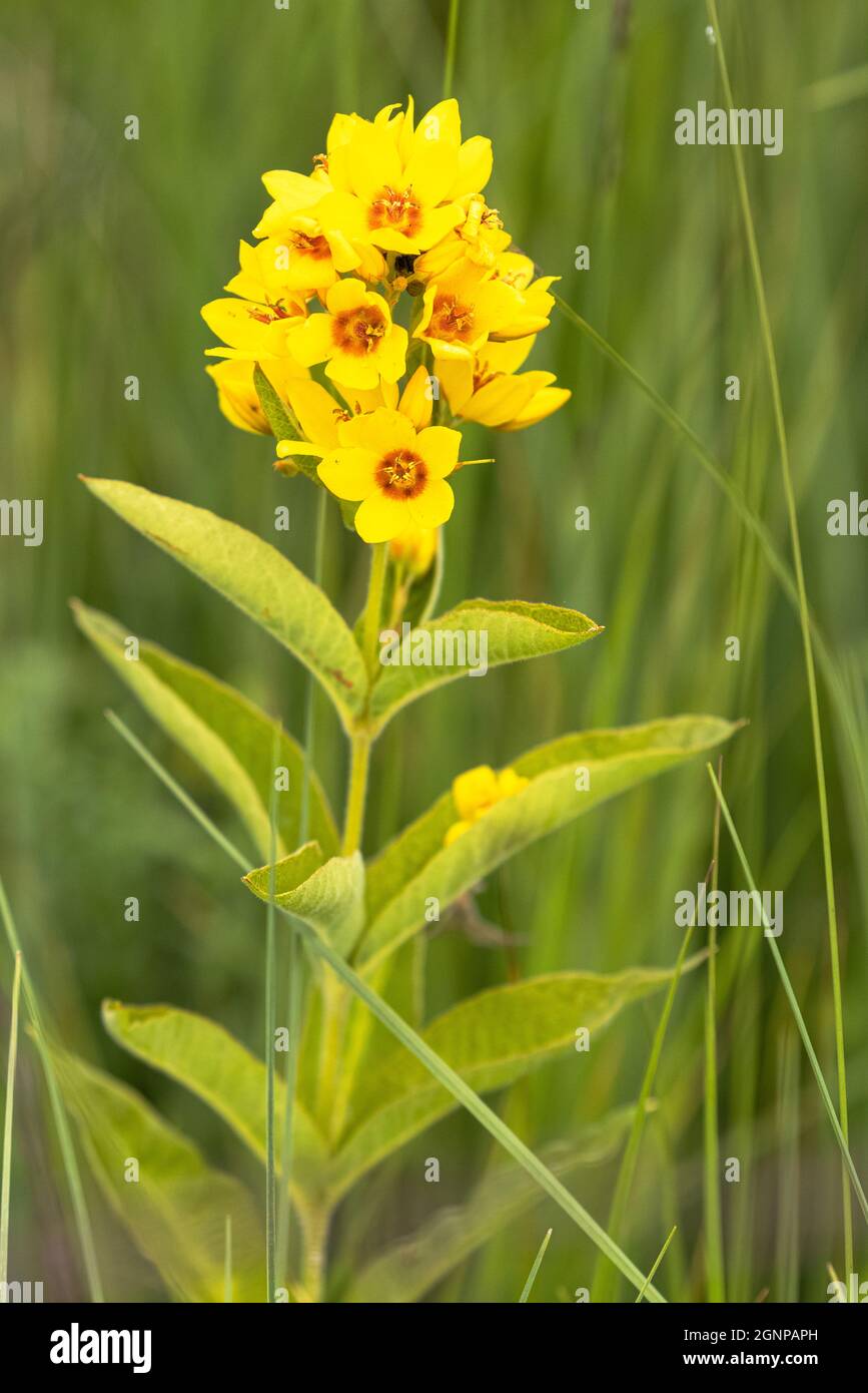 Loosestrife gialle (Lysimachia vulgaris), fioritura, Germania, Baviera Foto Stock
