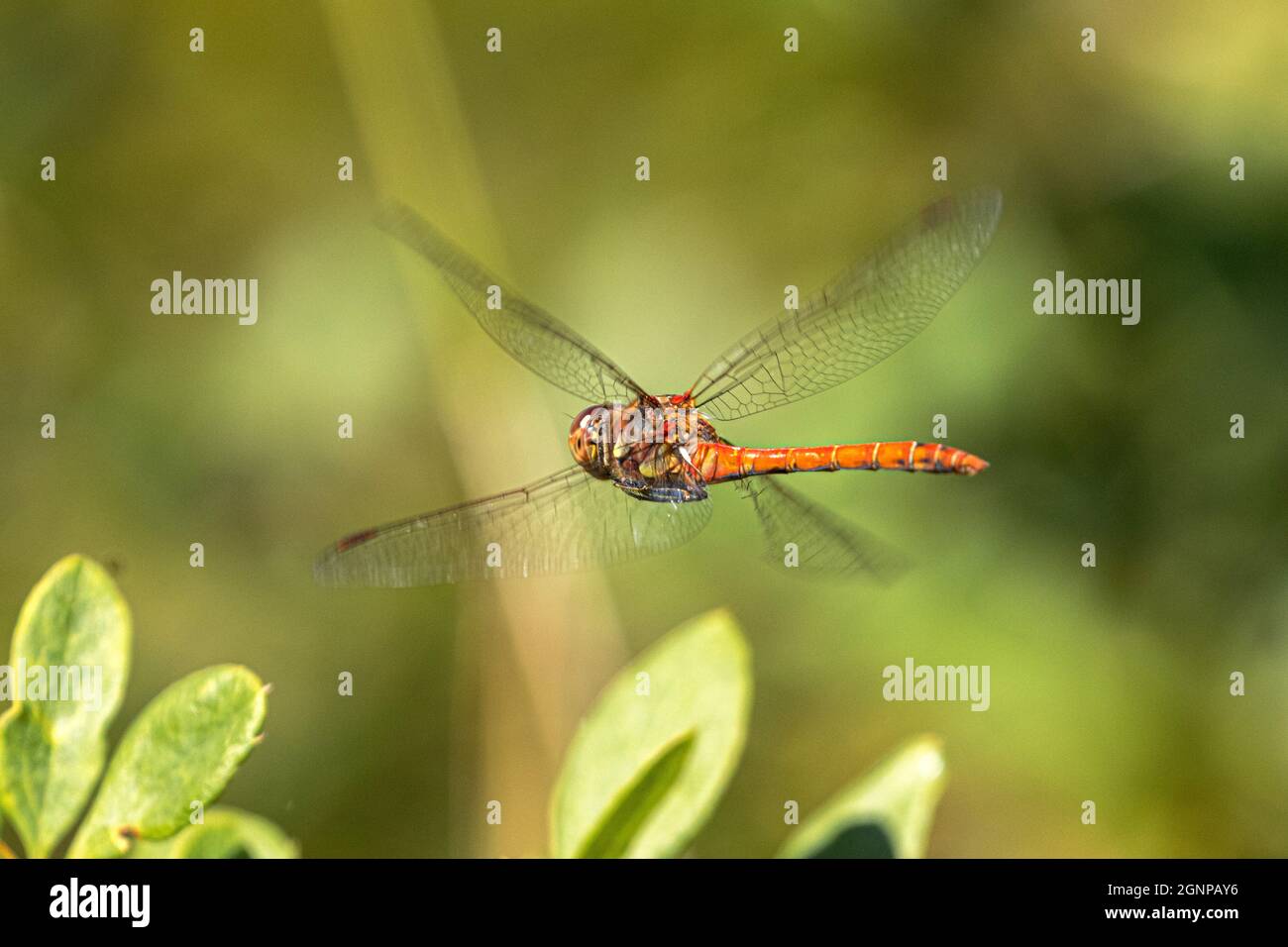 Comune sympetrum, comune darter (Sympetrum striolatum), battenti maschio, Germania, Baviera Foto Stock