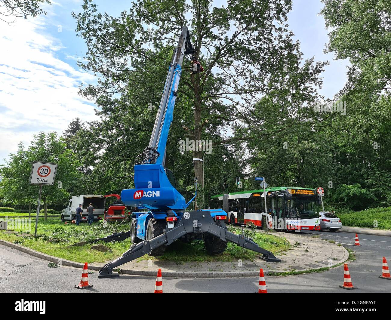 Quercia (Quercus spec.), strada albero è abbattuto causa di danni da fungo, Germania Foto Stock