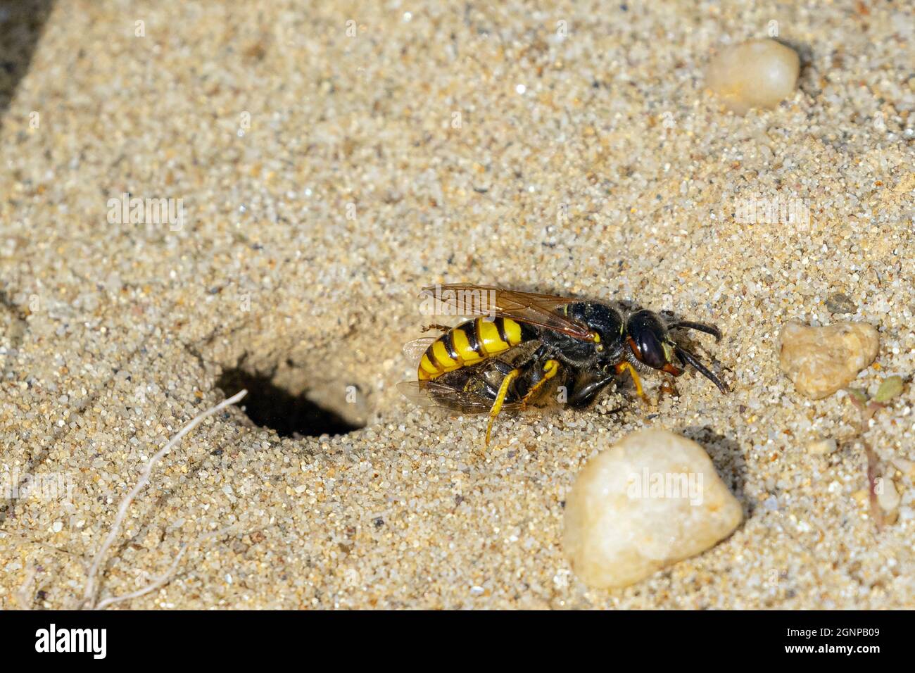 Bee-killer wasp, Bee-killer (Philanthus triangulum, Philanthus apivorus), trasporta l'ape di miele catturata al tubo di allevamento, Germania, Baviera Foto Stock