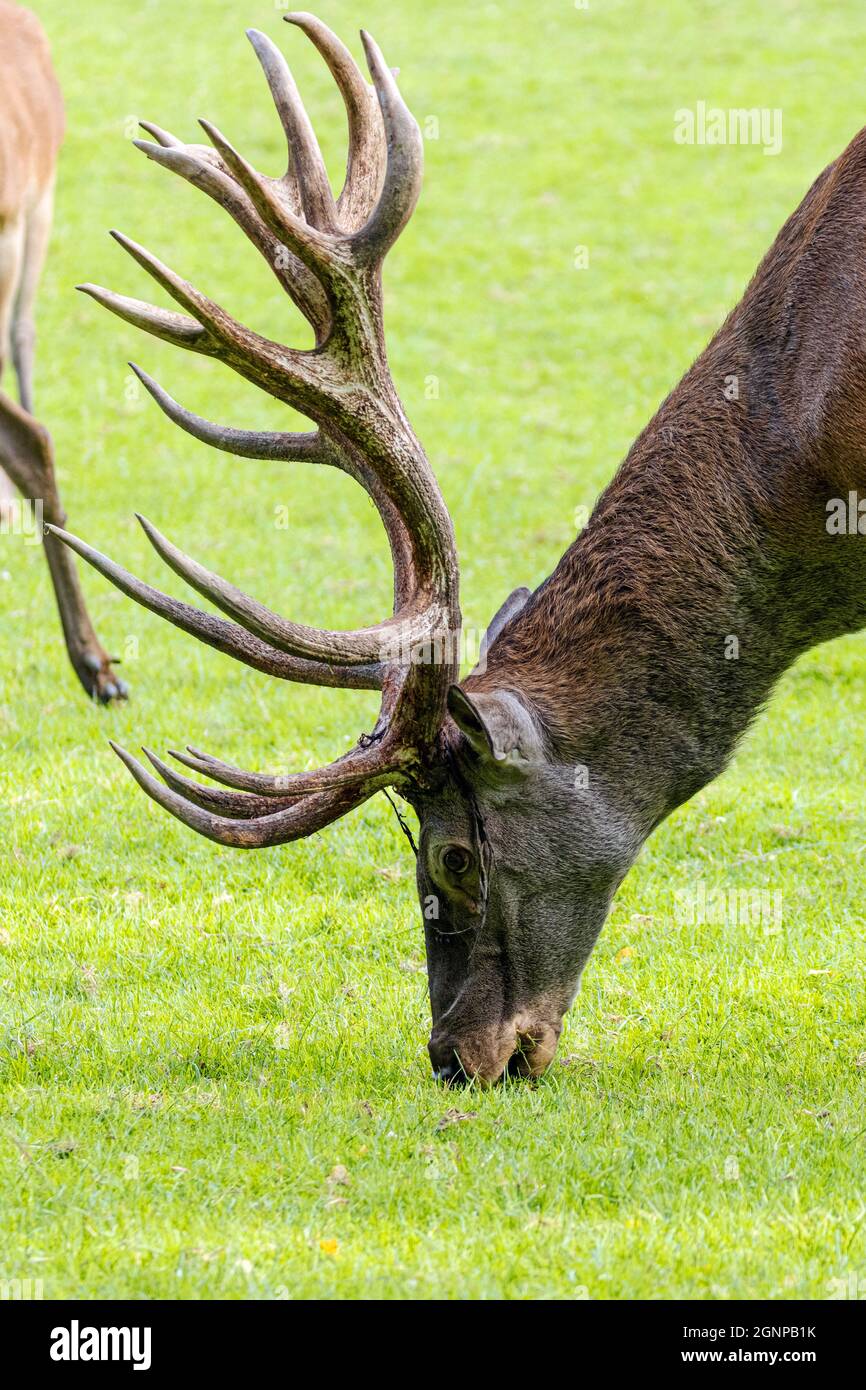 Cervo rosso (Cervus elaphus), ritratto di un 16 punti di bavaglio con residui di velluto, Germania, Baviera Foto Stock