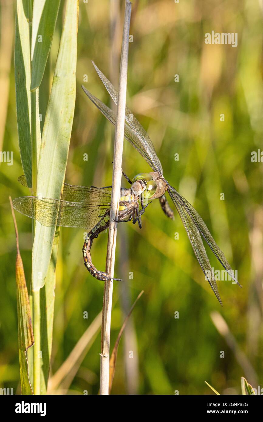 Dragonfly imperatore minore (Anax parthenope), alimenti catturati libellula, Germania, Baviera, Erdinger Moos Foto Stock