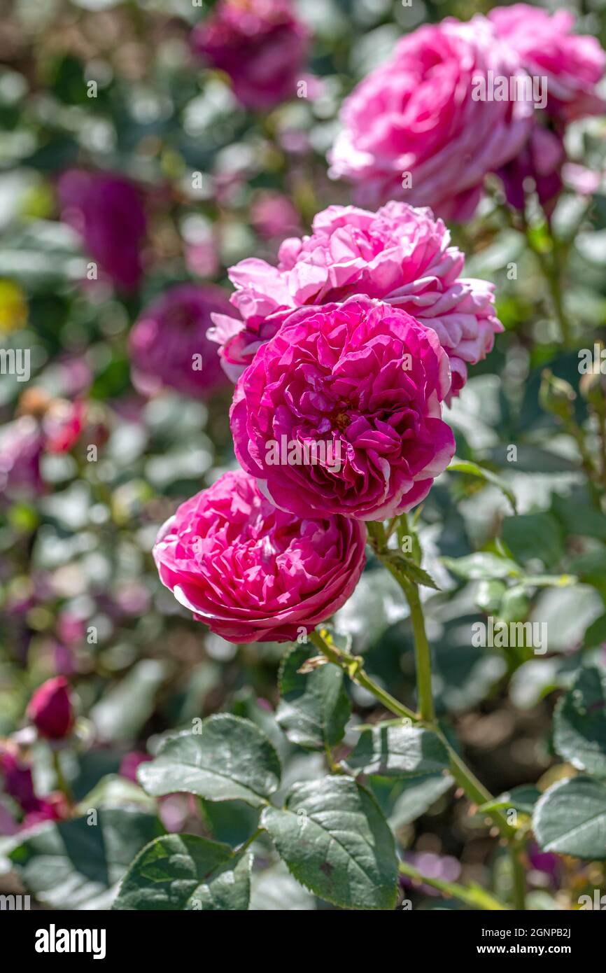 Rosa Kaffe Fassett Rose (Rosa 'Kaffe Fassett Rose', Rosa Kaffe Fassett Rose), fiori della cultivar Kaffe Fassett Rose Foto Stock