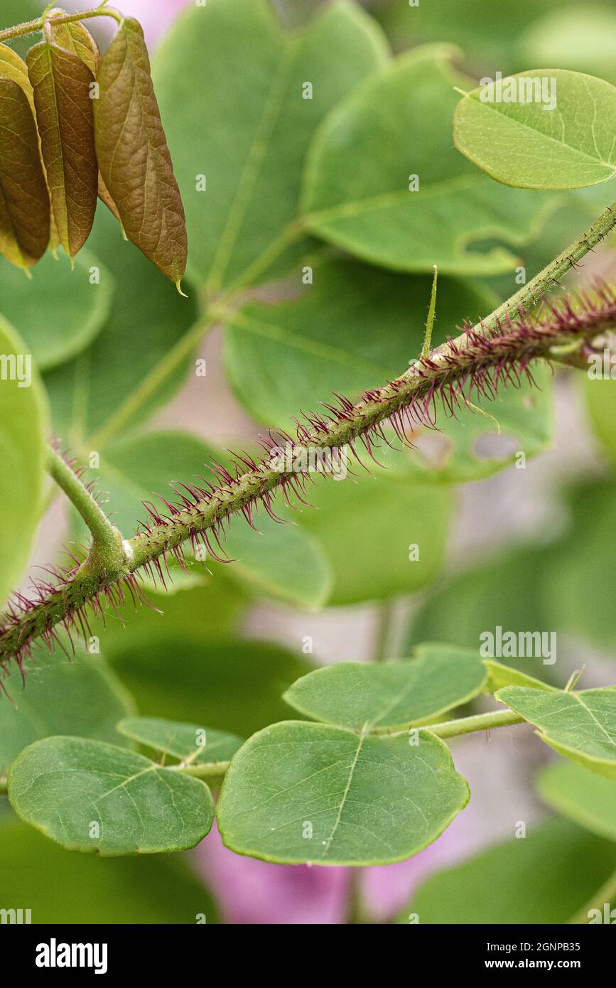 Brulicante locusto (Robinia hispida 'Macrophylla', Robinia hispida macrophylla), stelo, macrofylla cultivar Foto Stock