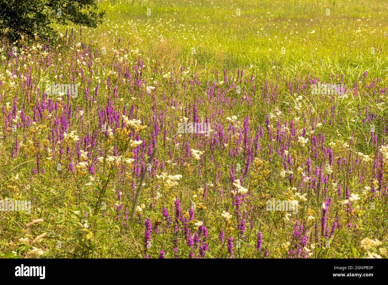 Losestrife viola, losestrife con guglie (Lythrum salicaria), losestrife viola e filipendula, Germania, Baviera, Staffelseemoore Foto Stock