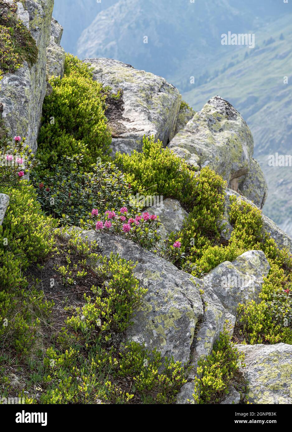 Rosa alpina con foglie di ruggine, rosa di neve, rosa di neve, alpenrose con foglie di ruggine, alprosa con foglie di ruggine (Rhododendron ferrugineum), fiorente su un pendio, Svizzerana Foto Stock