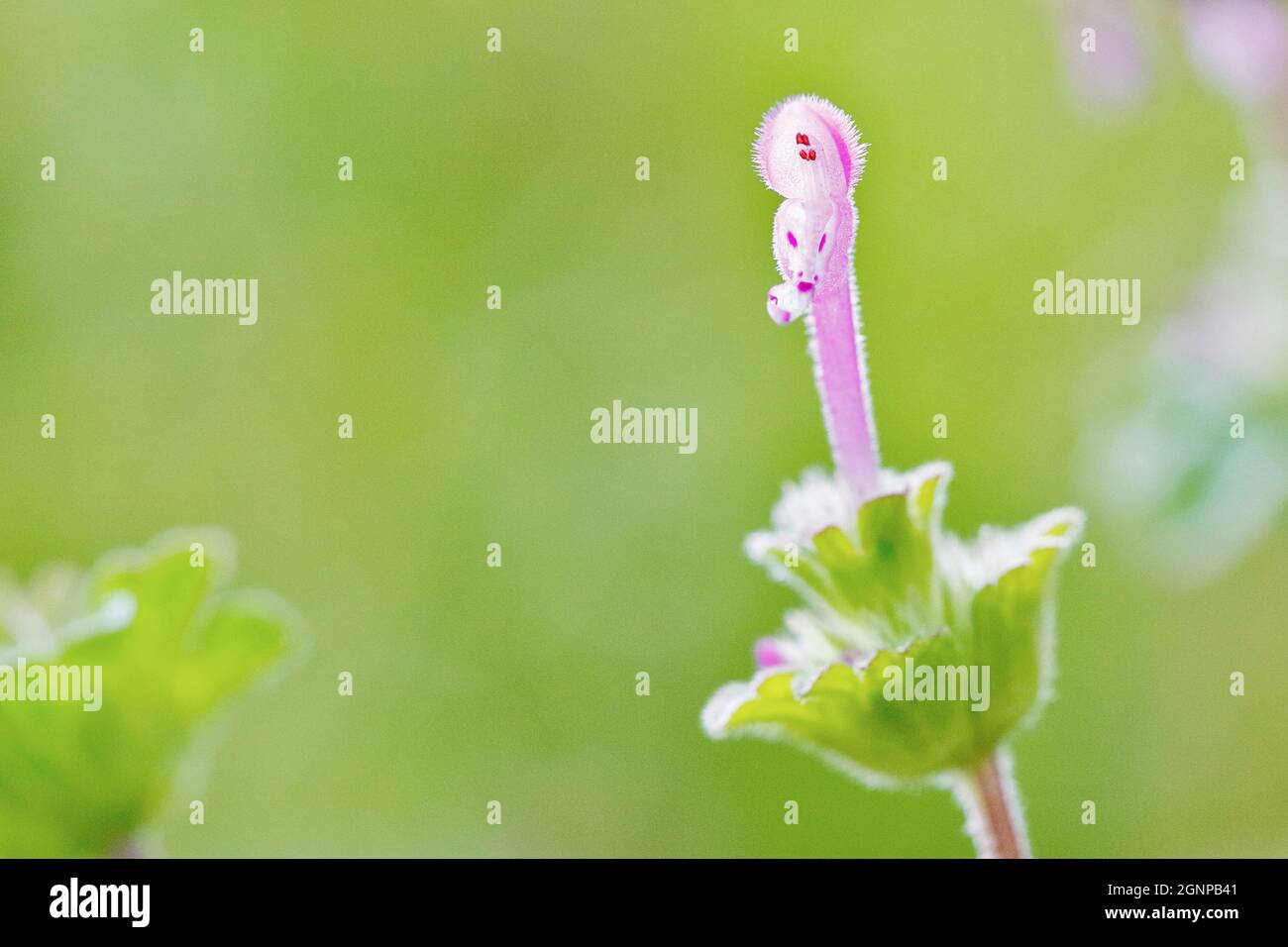 Ortica morta al mantello, ortica comune (Lamium amplexicaule), infiorescenza, con un unico fiore aperto, Germania, Renania settentrionale-Vestfalia Foto Stock