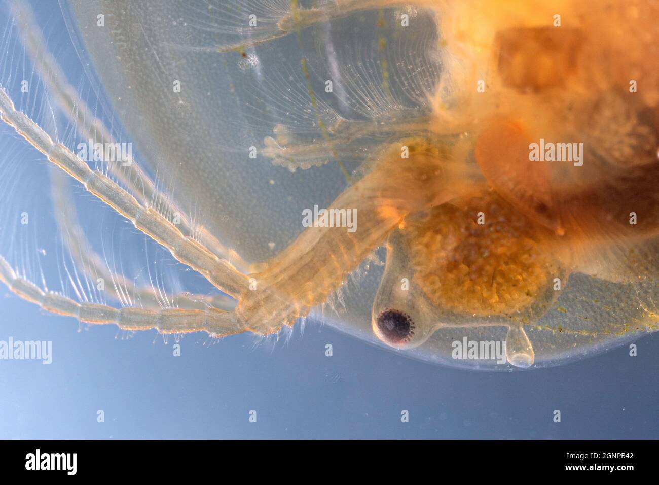 Eastern Clam Shrimp (Lennadia lenticularis), dettaglio testa e occhio, Germania, Baviera Foto Stock