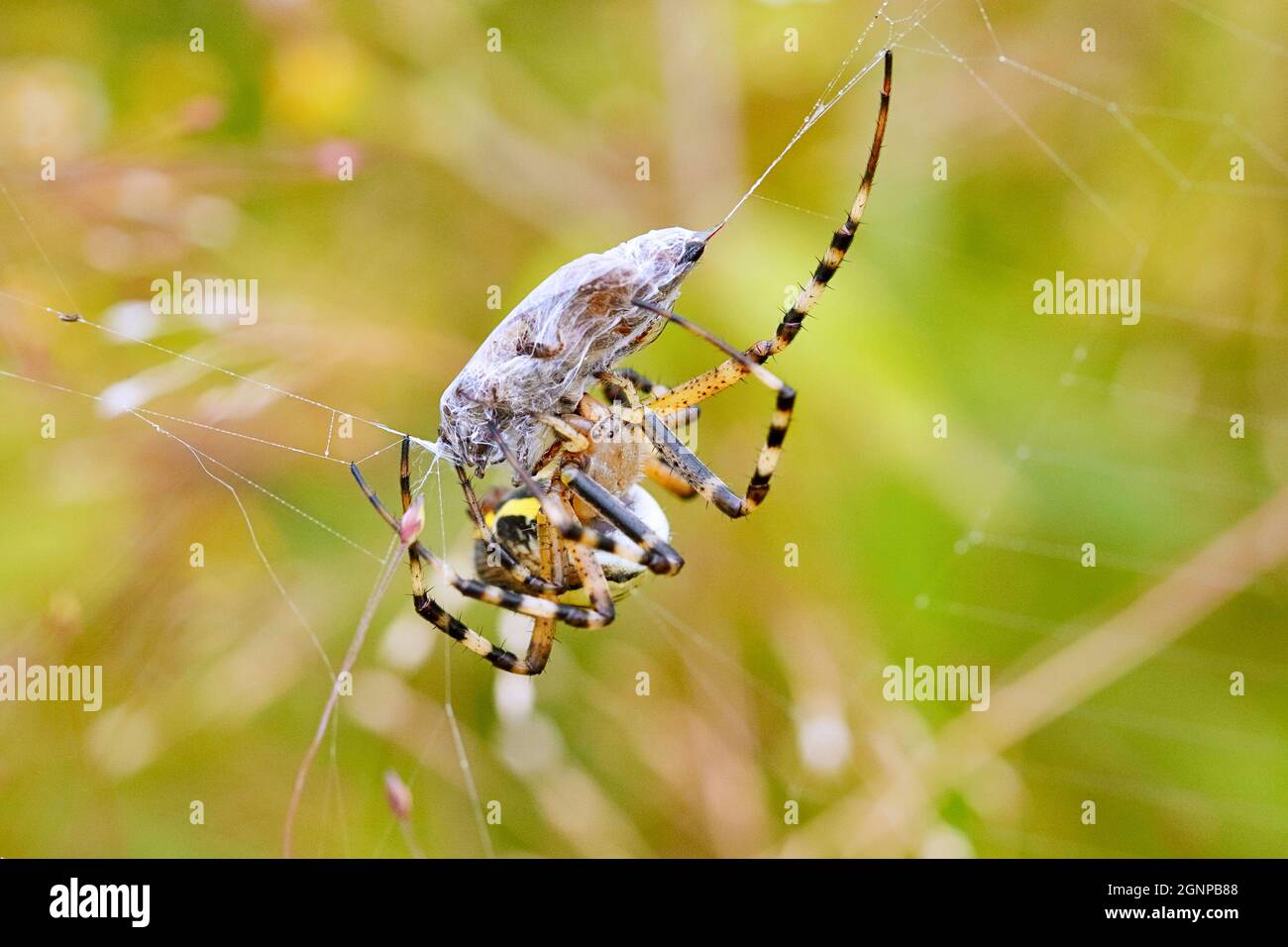 Argiope nero e giallo, ragno da giardino nero e giallo (Argiope bruennichi), preda avvolgente, Germania Foto Stock