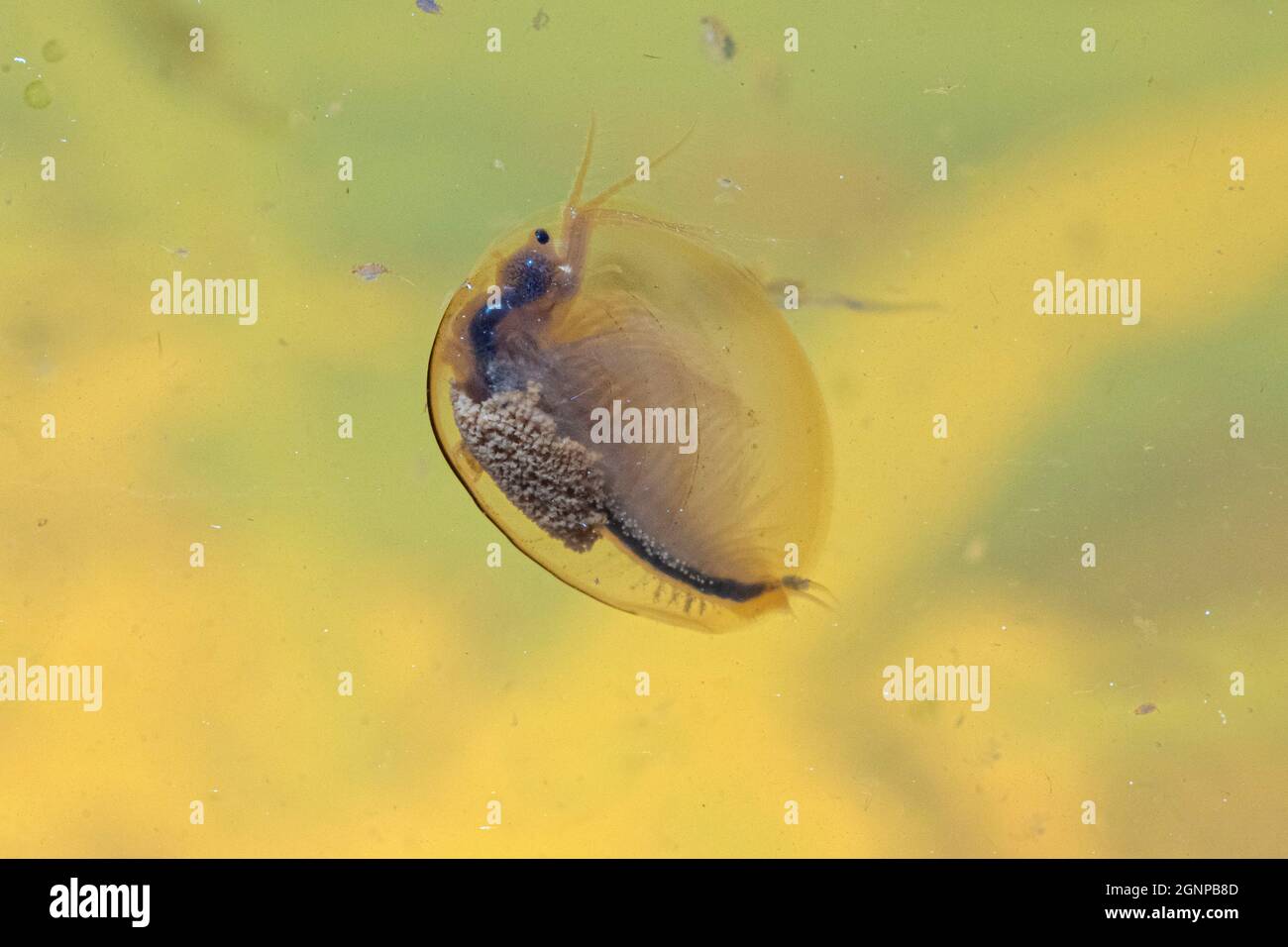 Eastern Clam Shrimp (Lennadia lenticularis), femmina con cisti nella sua camera di covata, Germania, Baviera Foto Stock