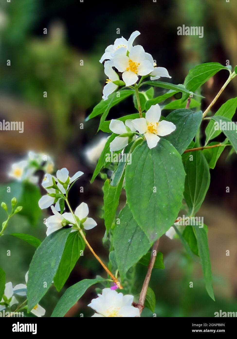 Syringa, dolce mock-arancione (Filadelfo coronarius), fioritura Foto Stock