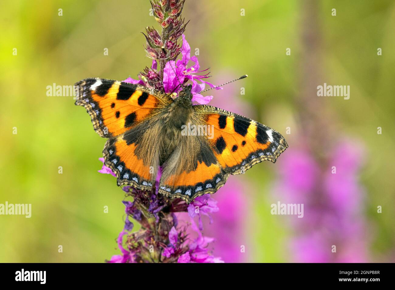 Tortoiseshell grande, ortoiseshell gamba nera (policloros Nymphalis, policloros Vanessa), succhia nettare da viola loosestrife, Germania, Baviera Foto Stock