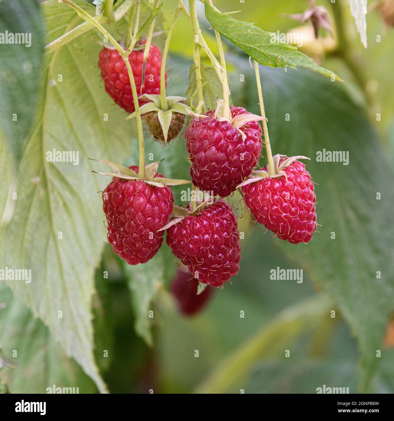 Polka lampone rosso europeo (Rubus idaeus 'Polka', Rubus idaeus Polka), lamponi rossi su un ramo, cultivar Polka Foto Stock
