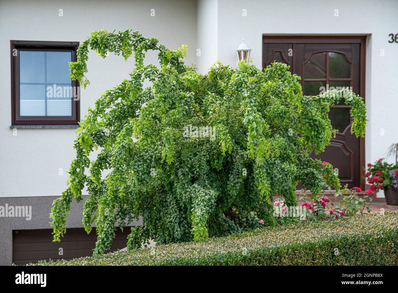 Locusto nero, locusto comune, robinia (Robinia pseudoacacia 'Twisty Baby', Robinia pseudoacacia Twisty Baby, Robinia pseudo-acacia, Robinia Foto Stock