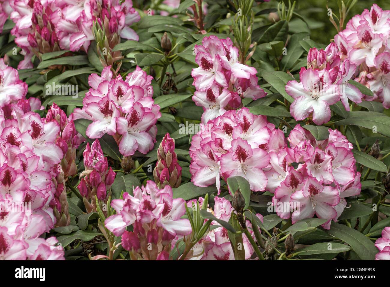 rhododendron (Rhodendron 'Charmant di Hachmann', Charmant di Rhododendron Hachmann), fiori di Charmant di Hachmann Foto Stock