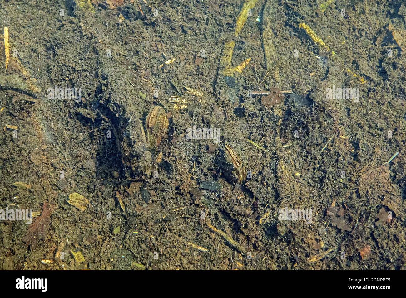 swan mussel (Anodonta cygnea), scavato nel fondo fangoso del lago, Germania, Baviera, Eggstaett-Hemhofer Seenplatte Foto Stock