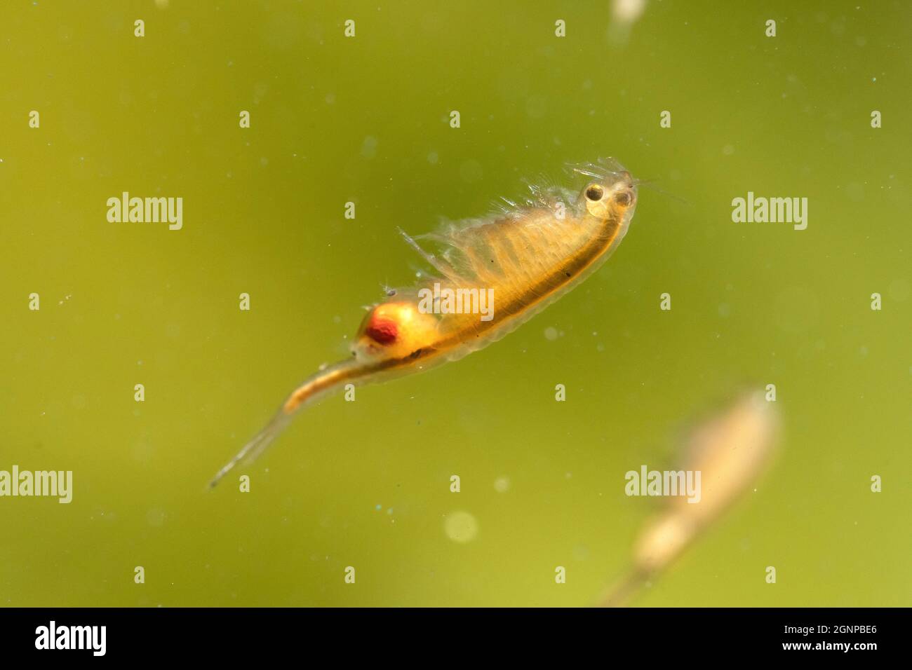 Gamberetti fata (Tanymastix stagnalis), femmina, Germania, Baviera Foto Stock