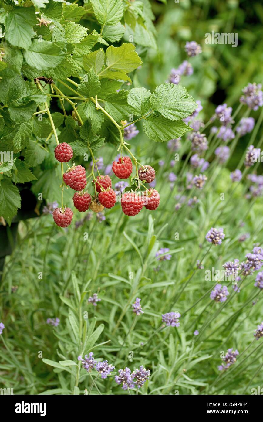 European Red lampone Ruby Beauty (Rubus idaeus 'Ruby Beauty', Rubus idaeus Ruby Beauty), lamponi rossi su un ramo, cultivar Ruby Beauty Foto Stock