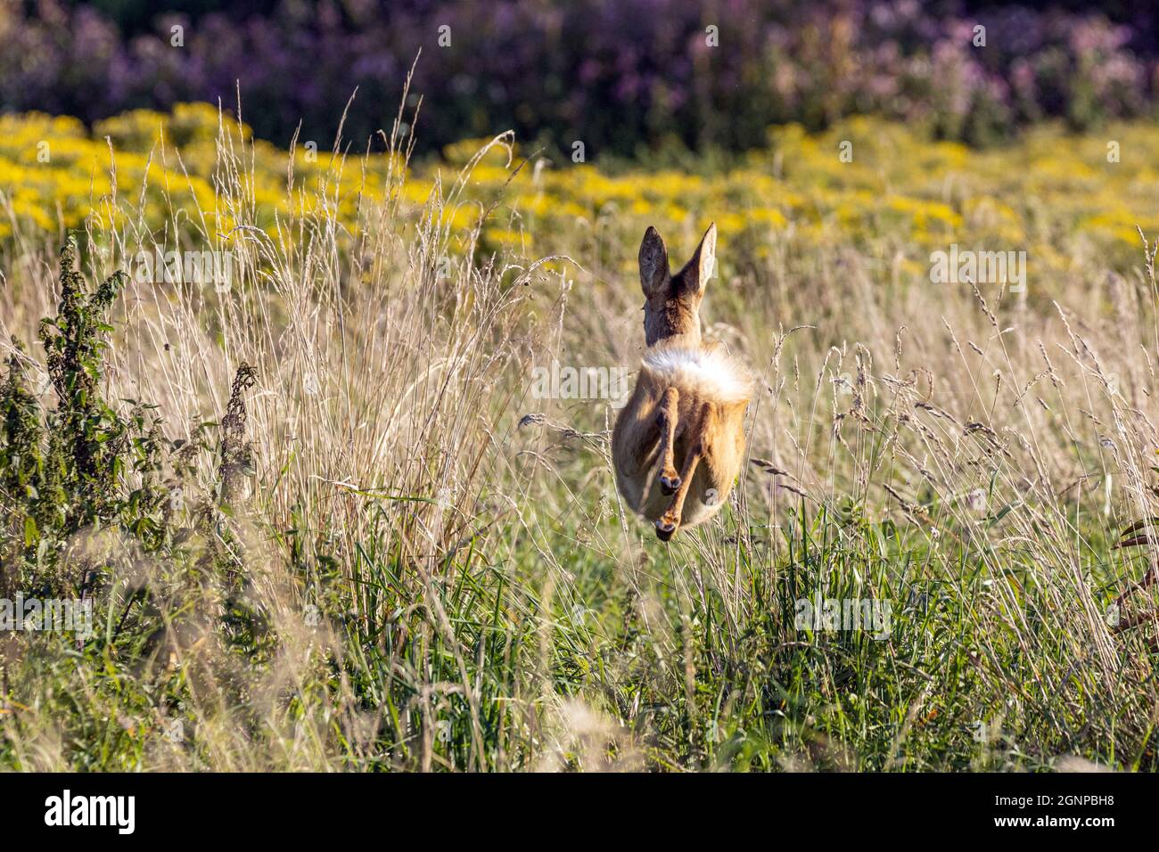 Capriolo (Capreolus capreolus), cervo fugge in vegetazione fitta con pelo schivato, Germania, Baviera, Erdinger Moos Foto Stock