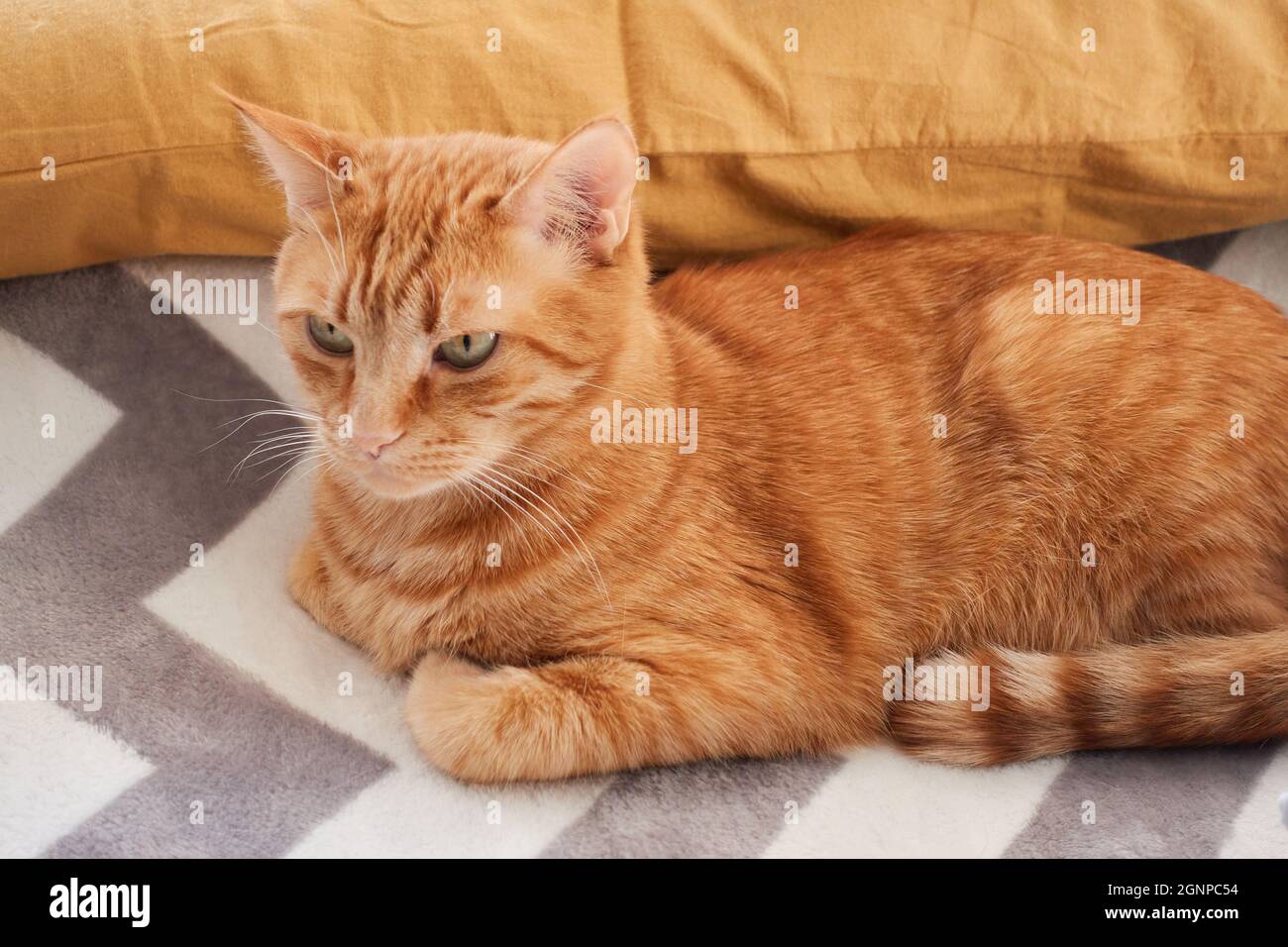 Ritratto close-up gatto arancione e zenzero. Gatto rosso adulto adagiato su un soffice sfondo grigio coperta. Concetto domestico felino. Foto di alta qualità Foto Stock