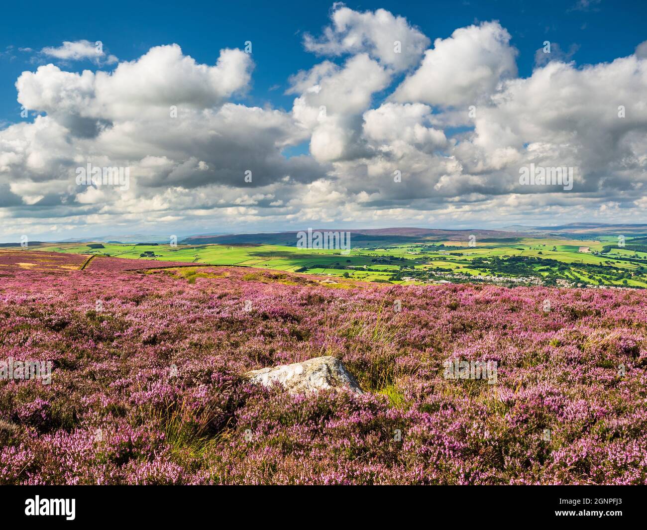 Vibrante erica viola su brughiera aperta, con spettacolari cieli e superbe vedute dello Yorkshire Foto Stock