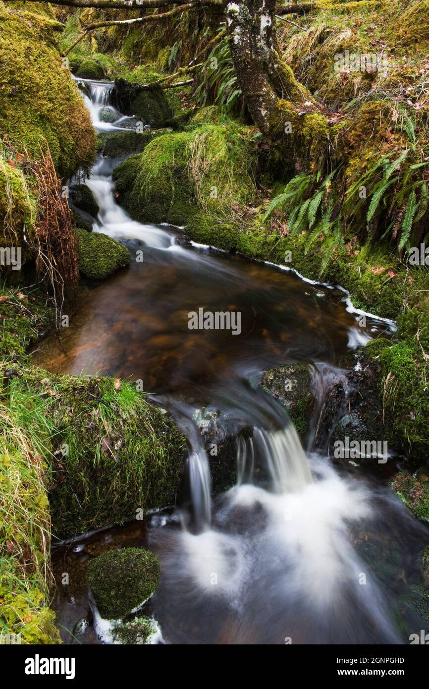 Flusso in legno di quercia, Ariundle boschi Riserva Naturale Nazionale, Strontian, Argyll, Scotland, Regno Unito Foto Stock