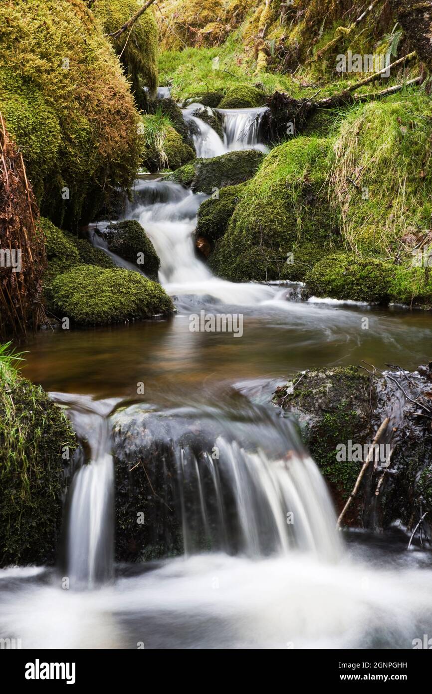 Flusso in legno di quercia, Ariundle boschi Riserva Naturale Nazionale, Strontian, Argyll, Scotland, Regno Unito Foto Stock