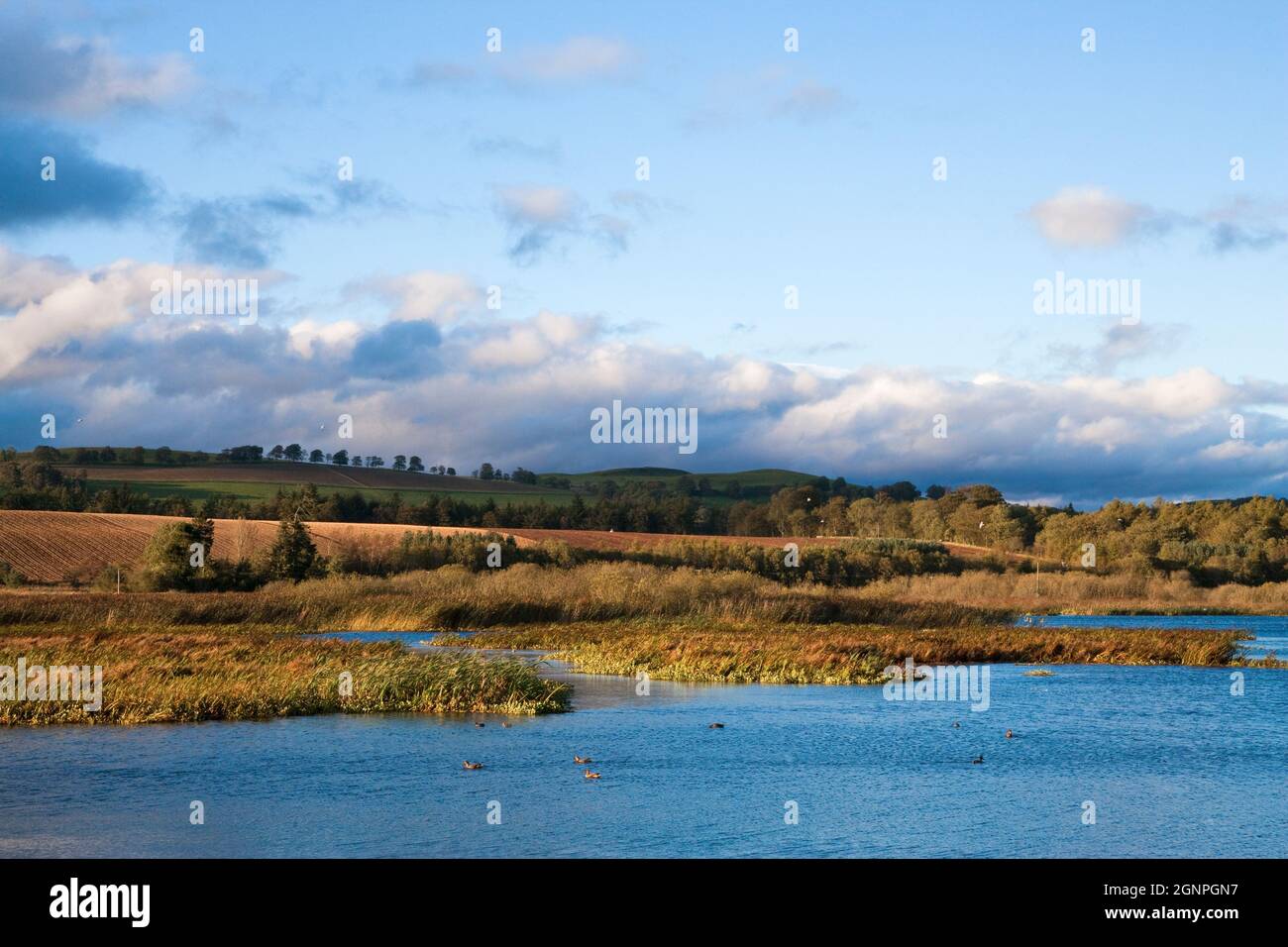 Loch di Kinnordy RSPB riserva, Kirriemuir, Angus, Scotland, Regno Unito Foto Stock