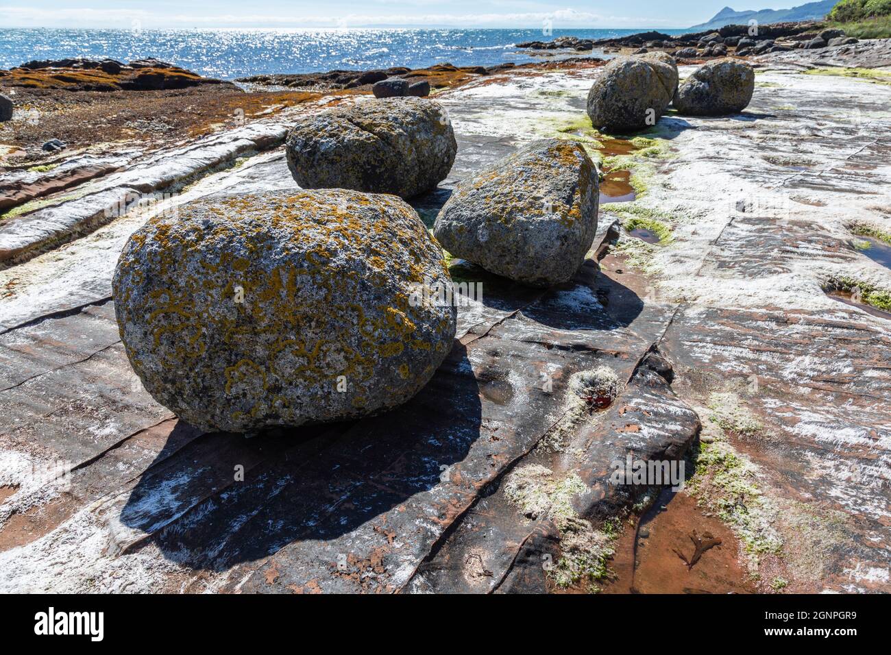 Foliose lichen ha coperto massi di granito glaciali irregolari su roccia arenaria, Pirate's Cove, Merkland Point, Isola di Arran, North Ayrshire, Scozia, Foto Stock