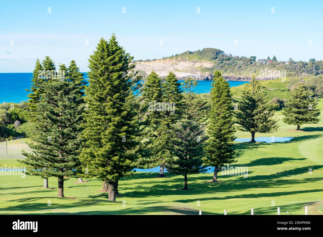 Il verde lussureggiante del campo da golf Mona vale nella regione delle spiagge settentrionali di Sydney nel nuovo Galles del Sud, in Australia, con un boschetto di Araucaria eterophylla Foto Stock