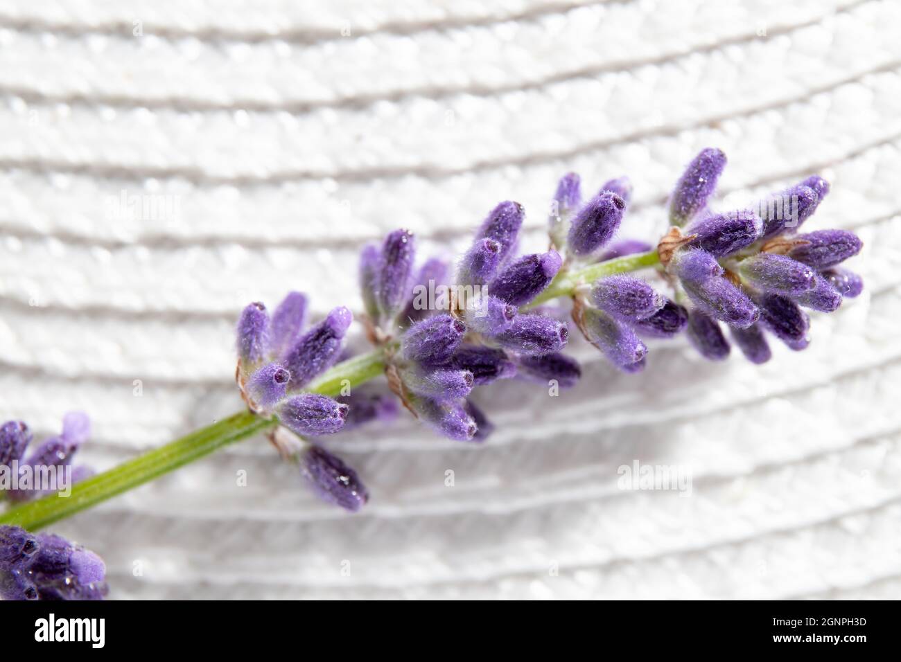 Vista ravvicinata di Lavandula angustifolia conosciuta anche come lavanda comune, vera lavanda o lavanda inglese fiore su sfondo bianco. Studio macro. Foto Stock