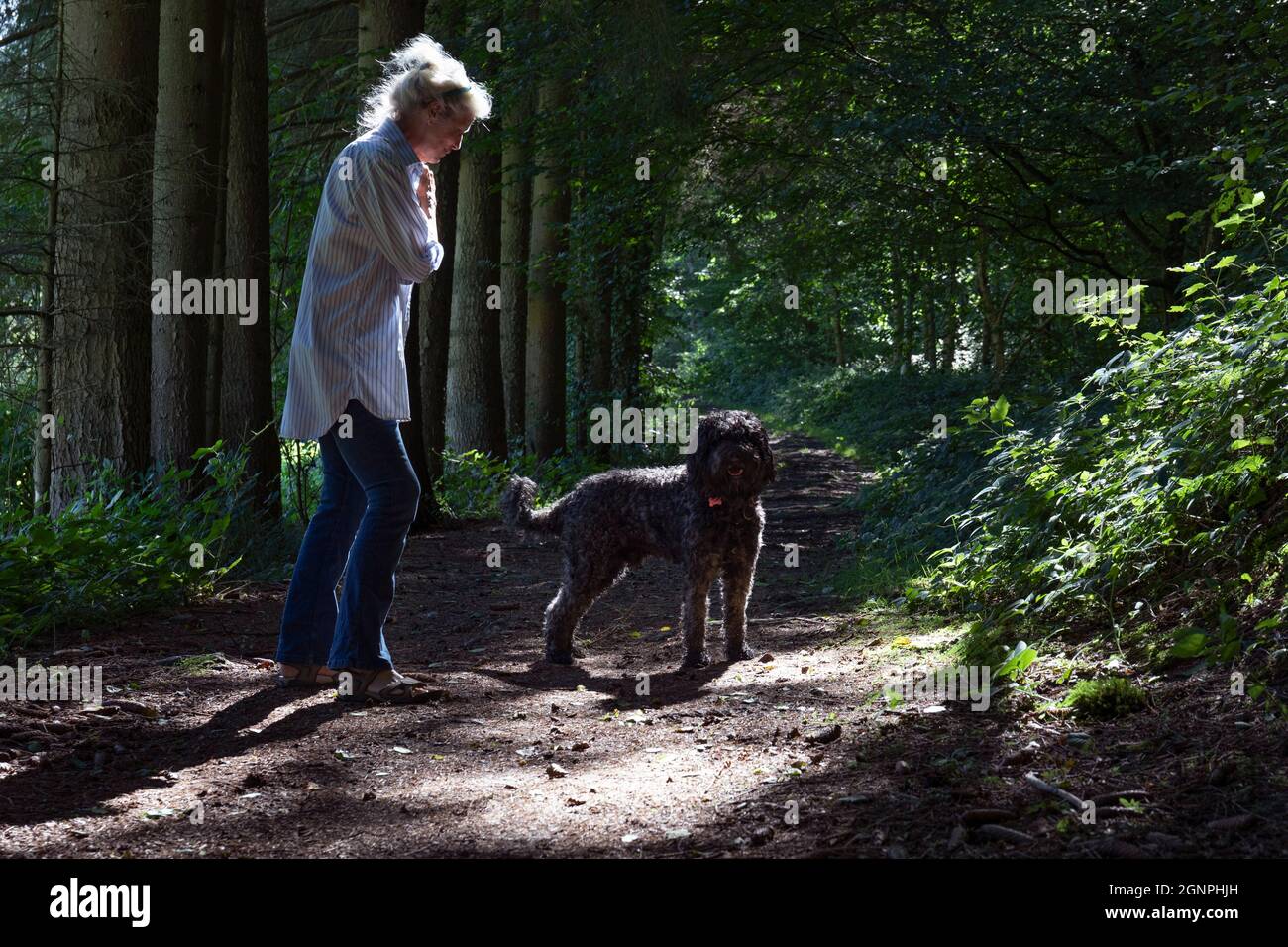 Europa, Lussemburgo, Septfontaines, attraente anziana donna che cammina il suo cane d'acqua portoghese nelle foreste della valle di Eisch Foto Stock