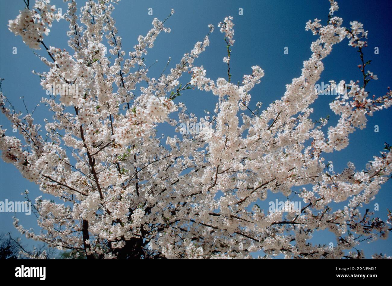 Japan. Cherry tree blossom. Foto Stock