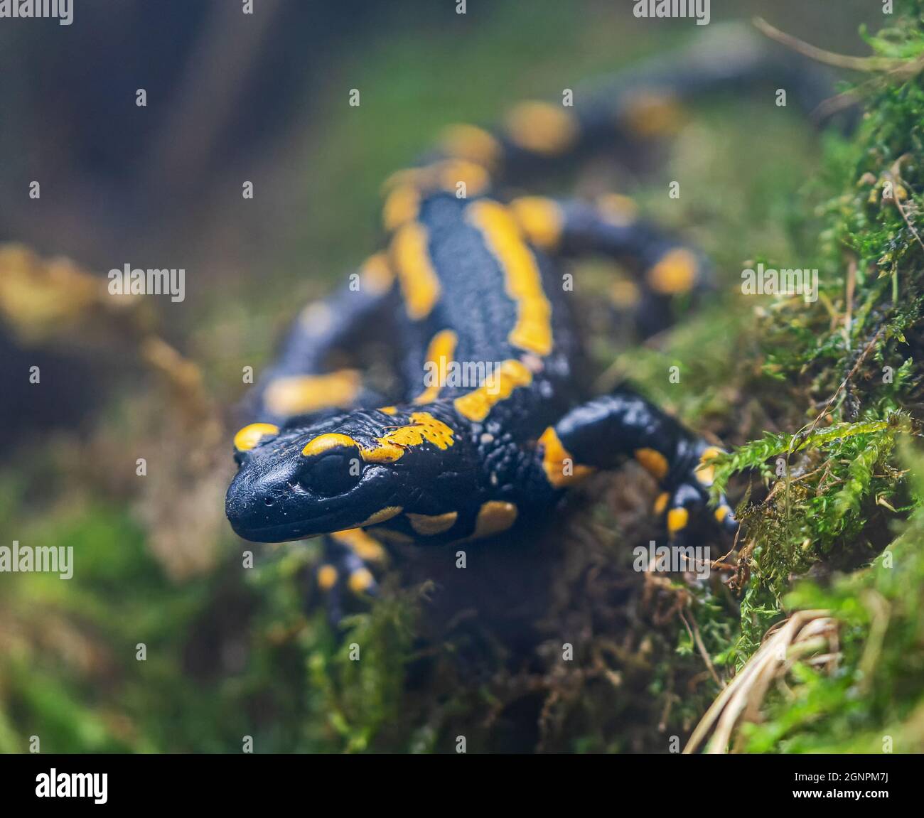 Vista ravvicinata di un salamandro del fuoco (Salamandra salamandra) Foto Stock